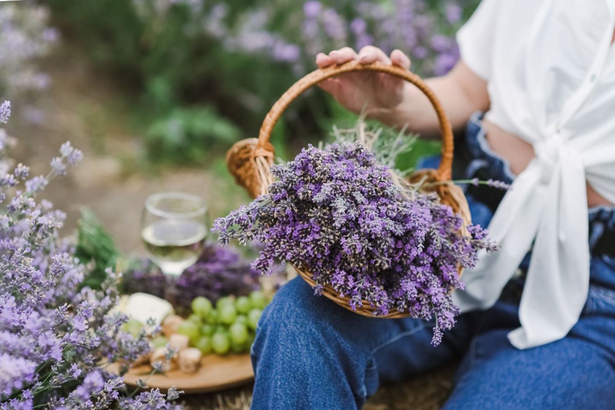 Lavanda - od antičkog blaga do modernog čuda 